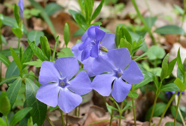 Spring Nature Blooms Periwinkle Small Vinca Minor — Stock Photo, Image
