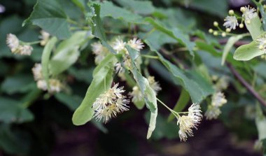 Yazın başında, bir ıhlamur ağacı dalında çiçek açar.