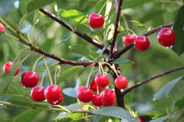 在树枝上的果园里成熟的樱桃树果 — 图库照片