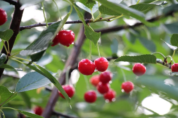 Orchard Tree Branch Ripen Cherry Fruit — Stock Photo, Image