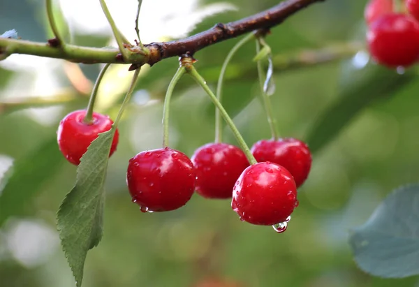 Orchard Tree Branch Ripen Cherry Fruit Royalty Free Stock Images