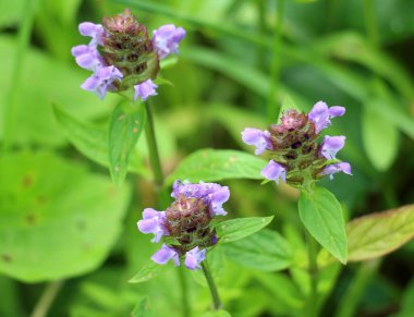 Prunella vulgaris yazın otların arasında büyür.