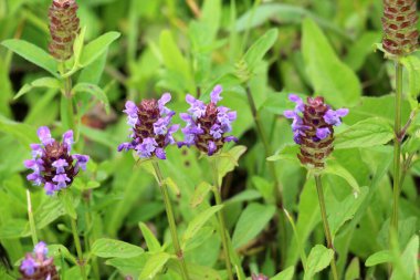 Prunella vulgaris grows wild among grasses in summer clipart