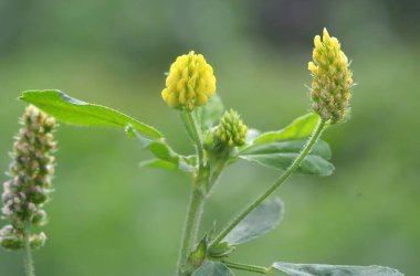 Yabani çayırlarda yonca hop (Medicago lupulina)