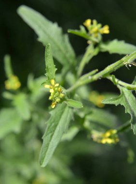 Sisymbrium officinale yazın doğada büyür.