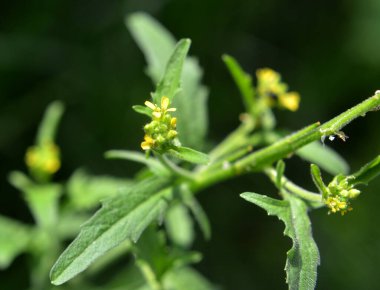 Sisymbrium officinale yazın doğada büyür.