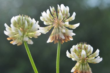 White creeping (Trifolium repens) clover grows in nature in summer