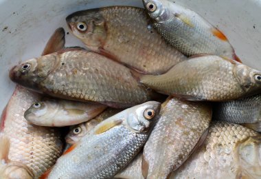 Tatlı sudan taze balık - sazan balığı, hamamböceği