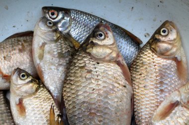 Tatlı sudan taze balık - sazan balığı, hamamböceği