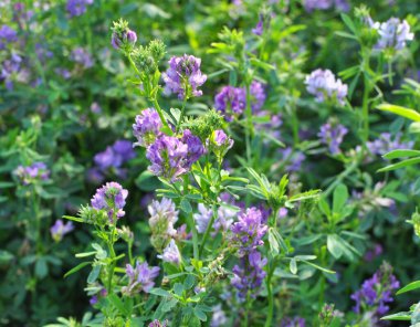 Alan, değerli bir hayvan yemi olan yonca çiçekleri açıyor.