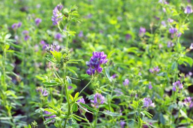 Alan, değerli bir hayvan yemi olan yonca çiçekleri açıyor.