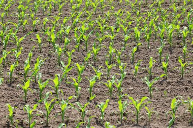 Çiftçi tarlasında bir sıra taze mısır fidanı var..