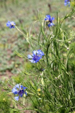 Mavi çiçek (Centaurea siyanus) tarlada çimenlerin arasında açar.