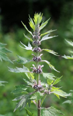 Otların arasındaki çayırlarda büyüyen ve açan köpek ısırgan otları beş ağızlıdır (Leonurus quinquelobatus)