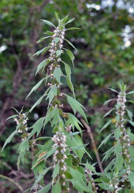 Otların arasındaki çayırlarda büyüyen ve açan köpek ısırgan otları beş ağızlıdır (Leonurus quinquelobatus)