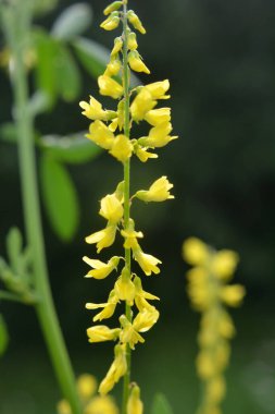 Melilot sarısı, tırtıklı melilot (Melilotus officinalis) yazın vahşi doğada açar.