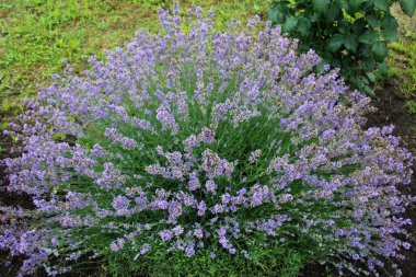 Çiçeklerin üzerinde lavanta çalıları açıyor