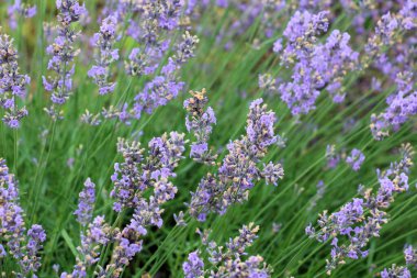 Çiçeklerin üzerinde lavanta çalıları açıyor
