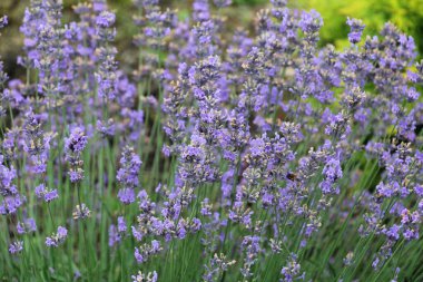 Çiçeklerin üzerinde lavanta çalıları açıyor