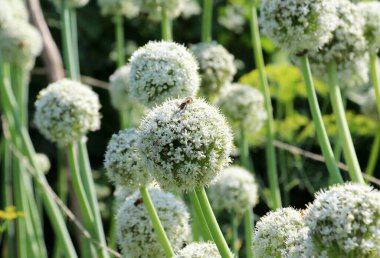 Vegetable onions, which is grown on the seeds, bloom in the garden