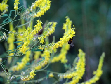 Melilot sarısı, tırtıklı melilot (Melilotus officinalis) yazın vahşi doğada açar.