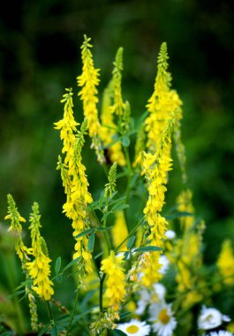 Melilot sarısı, tırtıklı melilot (Melilotus officinalis) yazın vahşi doğada açar.