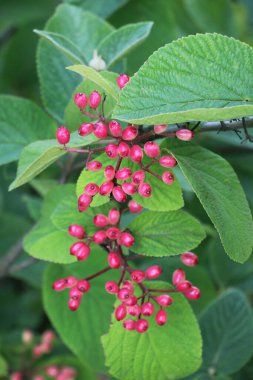 Yazın viburum tam yapraklıdır (Viburnum lantana) böğürtlenler olgunlaşır