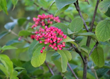 Yazın viburum tam yapraklıdır (Viburnum lantana) böğürtlenler olgunlaşır