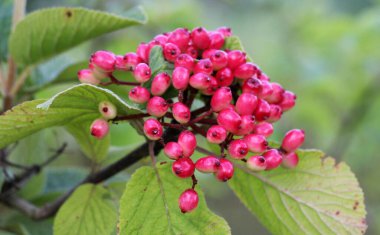 Yazın viburum tam yapraklıdır (Viburnum lantana) böğürtlenler olgunlaşır
