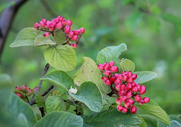 Yazın viburum tam yapraklıdır (Viburnum lantana) böğürtlenler olgunlaşır