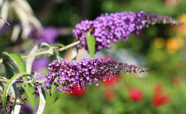 The buddleja davidii bush is blooming in the garden