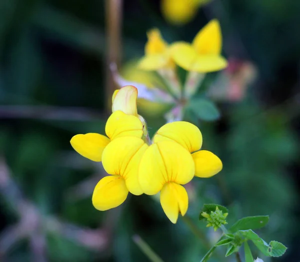 stock image Lotus corniculatus grows in the meadow among wild grasses