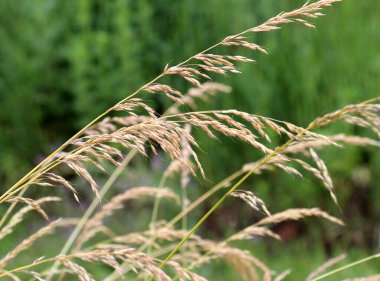 Mısır gevreği bromüsü vahşi doğada yetişir.