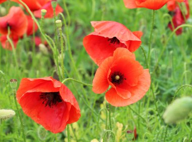 Vahşi gelincik (Papaver rhoeas) yazın çiçek açar