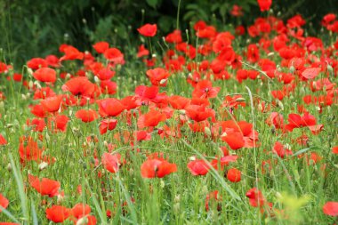Vahşi gelincik (Papaver rhoeas) yazın çiçek açar