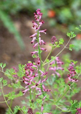 Fumaria officinalis baharda doğada çiçek açar.