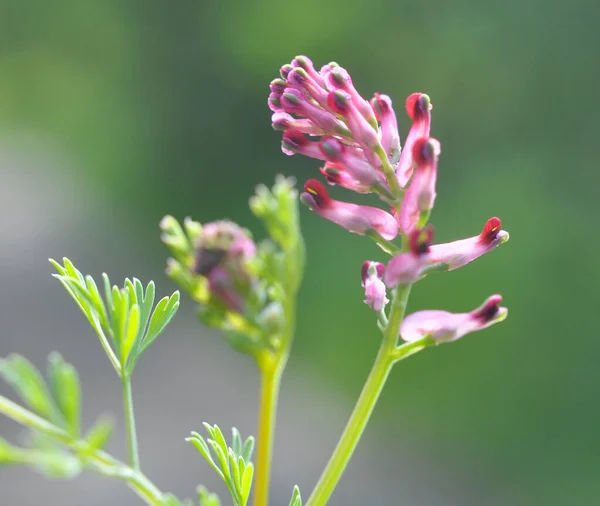 Fumaria Officinalis Baharda Doğada Çiçek Açar — Stok fotoğraf