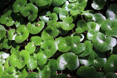 Asarum europaeum vahşi ormanda yetişir.