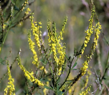 Melilot sarısı, tırtıklı melilot (Melilotus officinalis) yazın vahşi doğada açar.