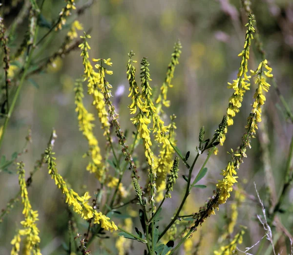 Melilot Amarelo Melilot Com Nervuras Melilotus Officinalis Floresce Natureza Verão — Fotografia de Stock