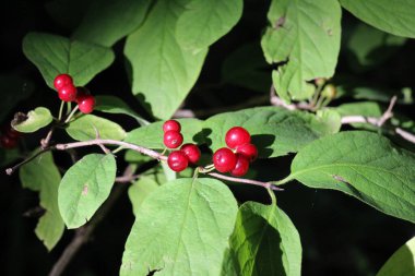 Yazın, hanımeli (Lonicera xylosteum) çalıları meyveleri olgunlaşır
