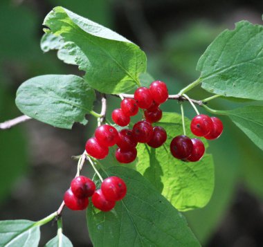 Yazın, hanımeli (Lonicera xylosteum) çalıları meyveleri olgunlaşır