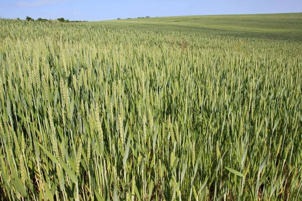 Сільськогосподарському Полі Вирощують Зелену Озиму Пшеницю — стокове фото