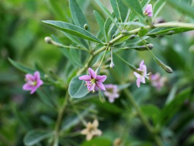 Vahşi doğada bir dal dalı açar Lycium barbarlığı