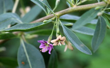 Vahşi doğada bir dal dalı açar Lycium barbarlığı