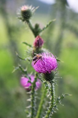 Devedikeni (Carduus acanthoides) yazın vahşi doğada yetişir.
