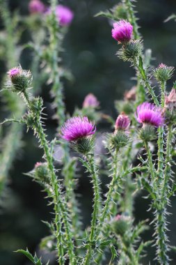 Devedikeni (Carduus acanthoides) yazın vahşi doğada yetişir.