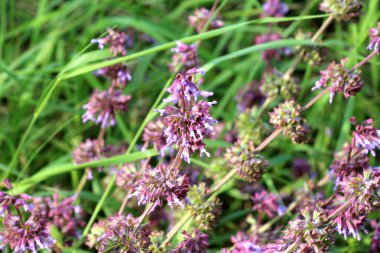 Vahşi doğada, Salvia verticillata otları arasında çiçek açar.