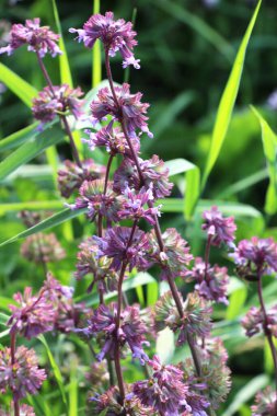 Vahşi doğada, Salvia verticillata otları arasında çiçek açar.