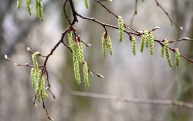 Ormandaki bir boynuz direğinde çiçekler açar.